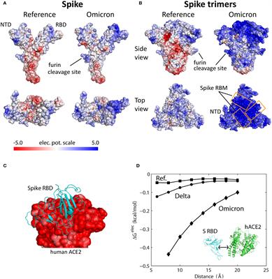 Omicron Spike Protein Has a Positive Electrostatic Surface That Promotes ACE2 Recognition and Antibody Escape